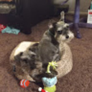 Meet your Posher, Morgan